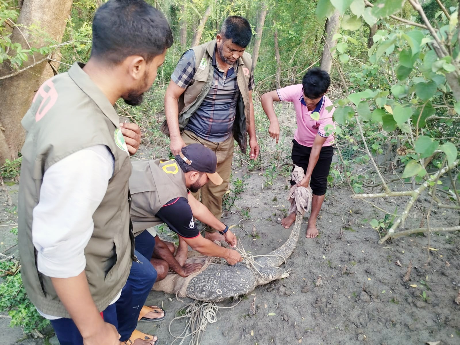 তজুমদ্দিনে বিশাল আকৃতির গুইসাপ উদ্ধারের পর বনে অবমুক্ত